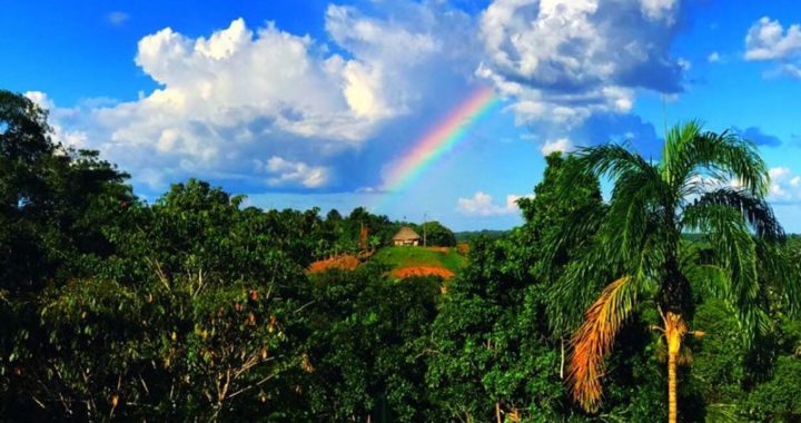 A bold look at the ayahuasca experience in the Amazonian Jungle