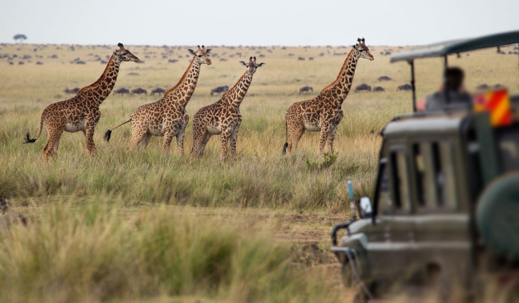Top 5 First Time Safari Destinations