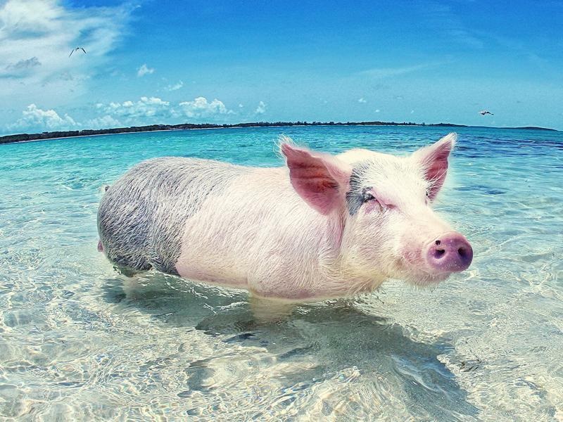 Pig Beach in the Bahamas: A Unique and Enchanting Destination