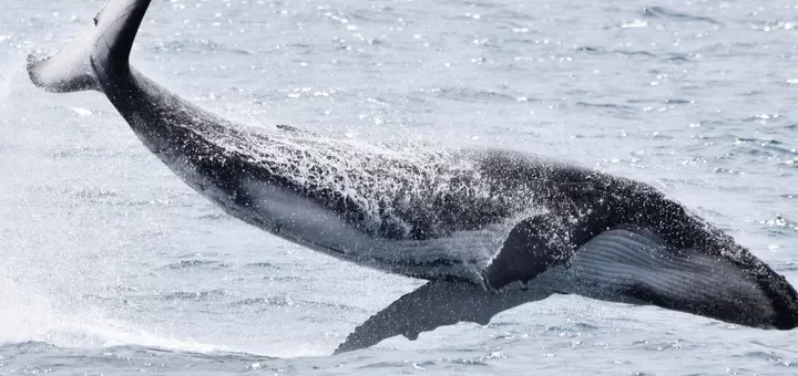 Whale Watching Dunsborough: Embark on a Mesmerising Ocean Odyssey 