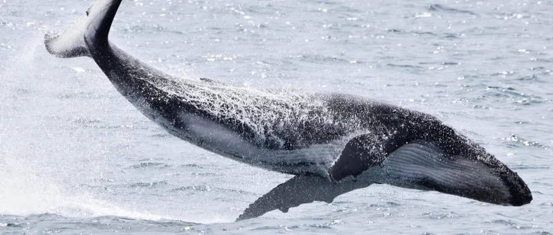 Whale Watching Dunsborough: Embark on a Mesmerising Ocean Odyssey 
